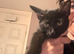 Three black kittens