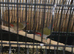 Red mask waxbill pair