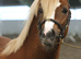 2 year old section a colt