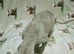Whippet puppies for sale