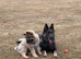 KC reg blue sable girl