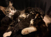1 male Kitten left