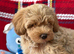 Beautiful Teddy Poochon Puppies Boys and Gitl