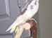 Beautiful cockatiel for sale