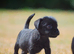 Patterdale terrier puppies