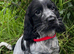 Stunning show type cocker spaniel puppies