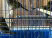 Greenfinches for sale , young birds