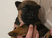 Rare breed English bull chows