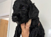 Cockerpoo puppies F1