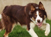 Ready to Leave - Red and White Pedigree Collie Pups