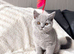 Beautiful British Shorthair Kittens