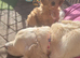 Goldendoodle girl F1, beautiful ready now