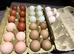 Cuckoo Maran growers (Unsexed) &ndash; 2 Available
