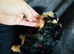 Cockapoo puppies