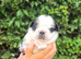 Royal Blue Litter - Exclusive Showline