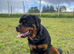 Rottweiler pup