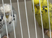 Selection of Budgies available