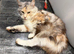 Tica Active / Health Tested Male and Female