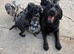 Beautiful "Aussiedor" Puppies Now Ready