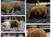 Well-proven stud toy poodle, KC reg and DNA tested