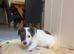 Jack Russel puppies looking for a loving home
