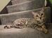 Beautiful silver female bengal