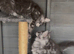TICA registered Maine Coon kittens