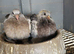 Turkish takla pigeon for sale