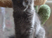 Tica Maine Coon kittens for reservation