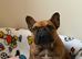 1 year old frenchie girl