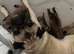 Pug male