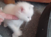 1 white male maincoon kittens left for sale