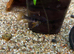 Black Ram Cichlid (Mikrogeophqgus Ramirezi)