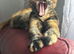Beautiful Kittens for Sale