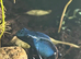 Variety of dart frogs different colours