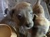 Beautiful blue brindle whippet pup