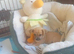 Brown and white male puppy