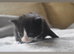 Maine coon kittens for sale