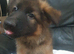 German shepherd puppies 8 weeks old