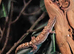 Mourning geckos