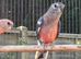Lineolated Parakeets