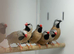 Hack finches