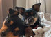 2 jack russell girls
