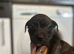 READY TO LEAVE Staffie puppies
