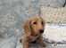 Miniature dachshund puppy