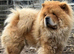 Male 2 years old chow