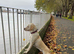 Beautiful homebred Labradoodle puppies!