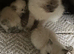Beautiful ragdoll girls