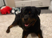 Rottweiler needs new forever home