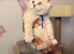 Adorable TICA Registered BSH Kittens